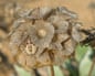 Hairy Shieldbug nymph on Crete scabious seedhead