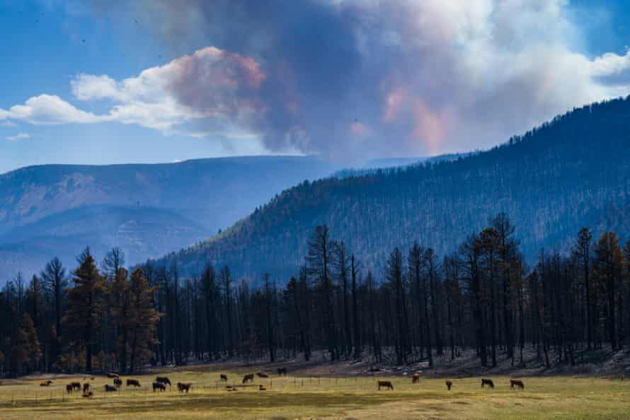 Cattle graze in a wide grassy field at the edge of a scorched forest. Past the mountains in the background a large plume of smoke fills the sky.