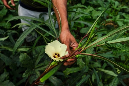 Kamal Mia shows an okra flower