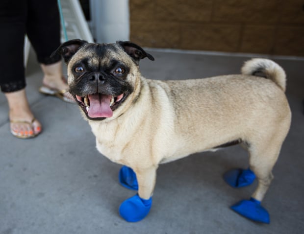 Four-year-old dog Chase wears a pair of booties that protect paws from the hot pavement.