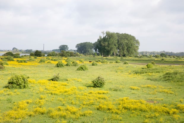 Rewilding area next to the Waal River, Nijmegen