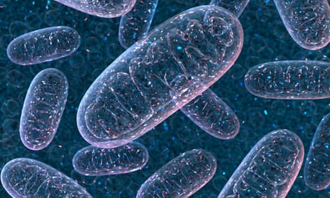 A rendering of mitochondria.