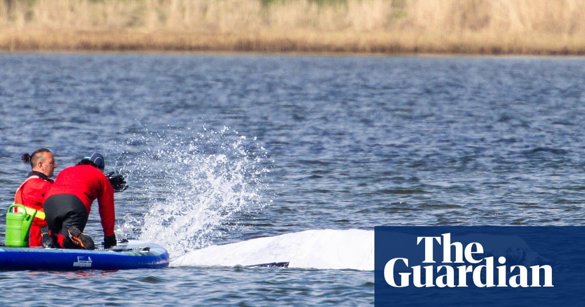 Final steps taken before audacious plan to tow whale stranded in Germany to North Sea
