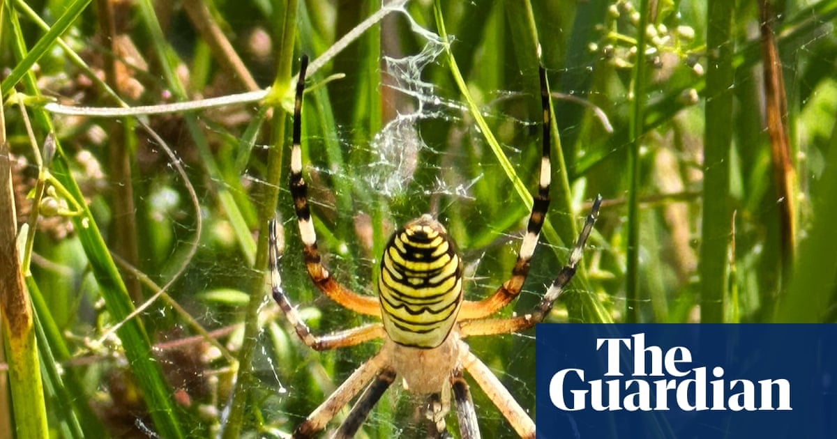 Wasp spider seen in north of England latest ‘climate refugee’ amid global heating