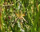 Wasp spider seen in north of England latest ‘climate refugee’ amid global heating