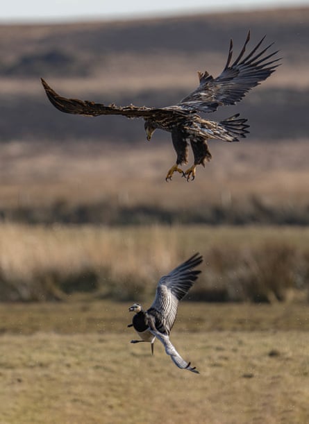 A white tailed eagle hunting a barnacle goose
