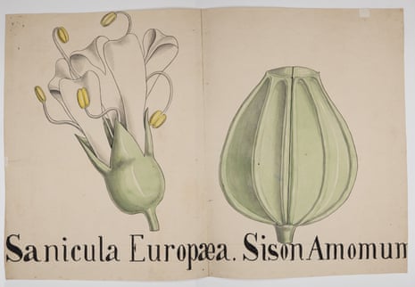 Illustration of a white flower and a seed pod