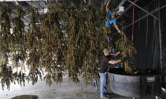 Farmworkers inside a drying barn take down newly-harvested marijuana plants after a drying period at Los Suenos Farms in Avondale, Colorado. On Tuesday, states with pro-marijuana ballot measures voted overwhelmingly in favor of legalization.