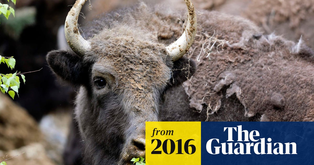 Bison To Become First National Mammal Joining Bald Eagle As American Symbol Animals The Guardian