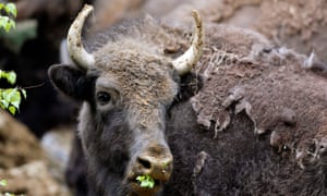 Bison national mammal US