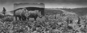 Wasteland with rhinos