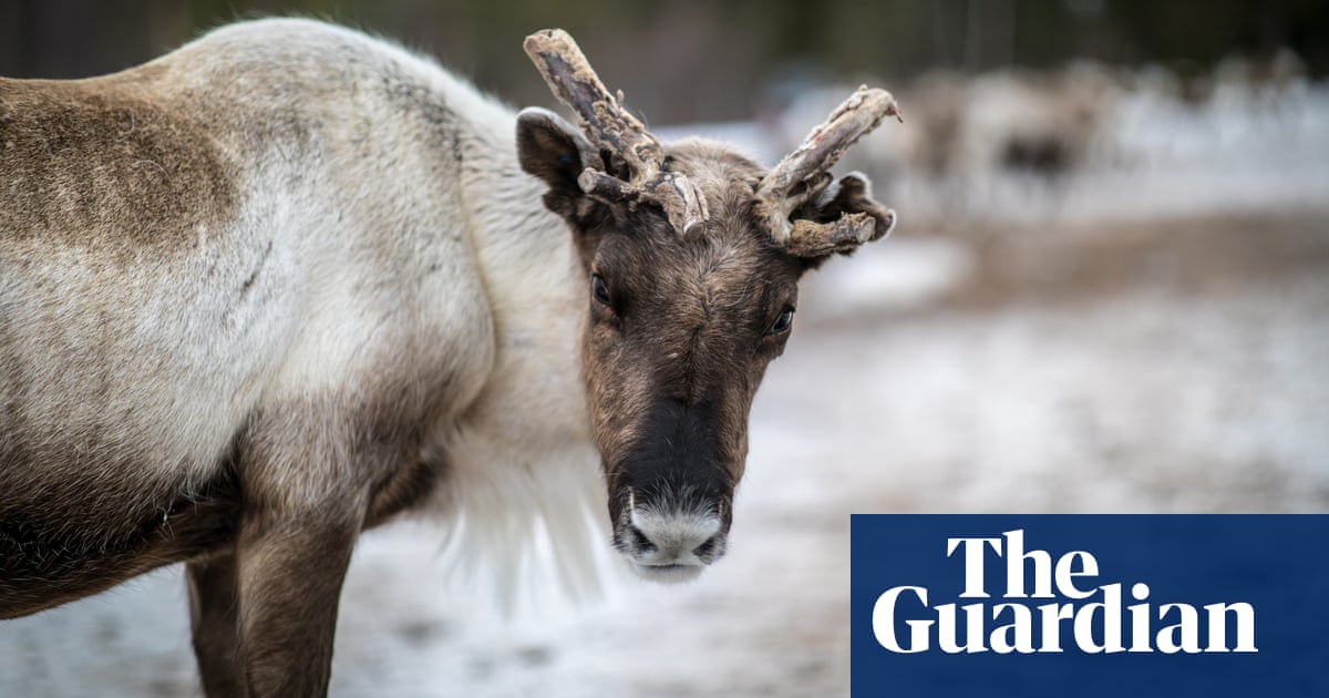 Guardian and Observer forced to cancel charity appeal telethon amid Omicron outbreak | Climate crisis | The Guardian