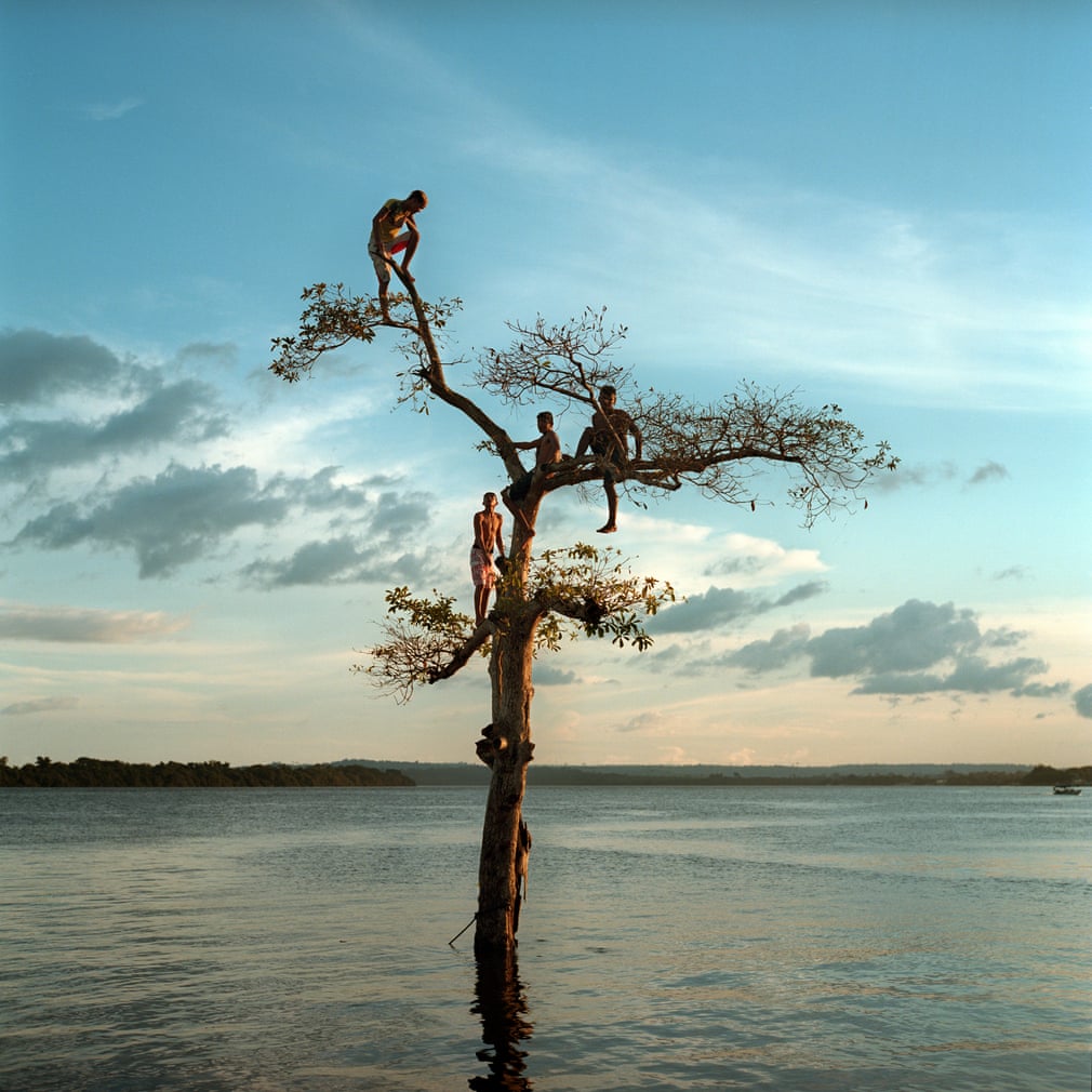 A group of boys climb a tree on the Xingu River by the city of Altamira, Brazil.