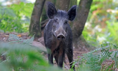 Wild boar in the Forest of Dean: the Forestry Commission has set up gun towers 