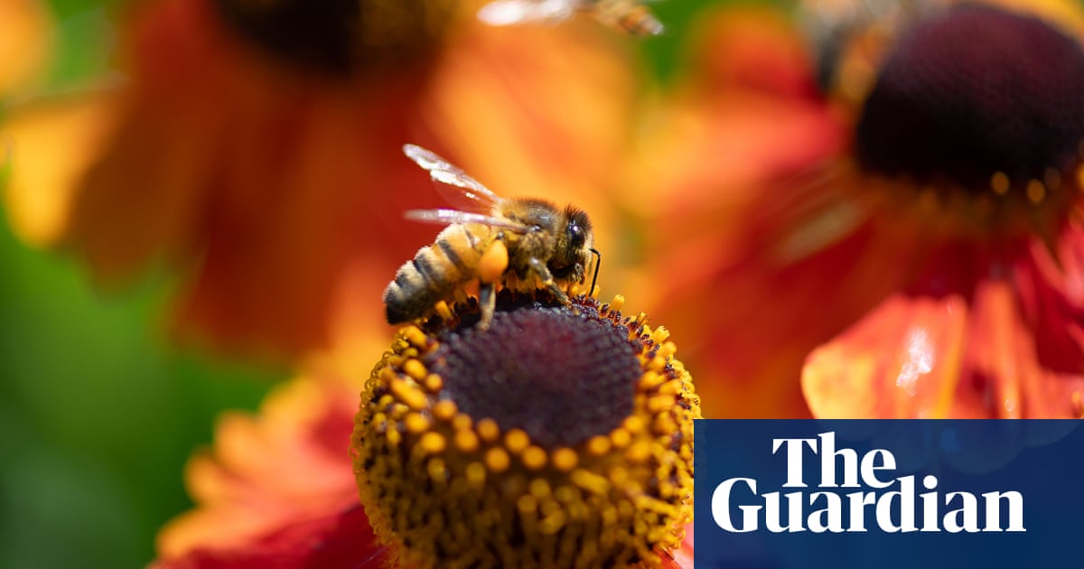 Bees face new threats from wars, street lights and microplastics, scientists warn
