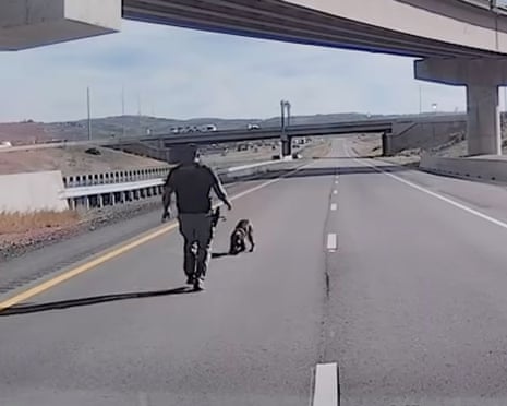 an officer walks toward an injured dog on a highway