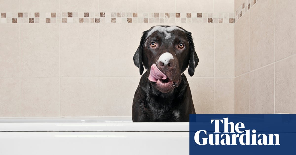 Sick as a dog: canine allergies are on the rise – and adoring owners are to blame