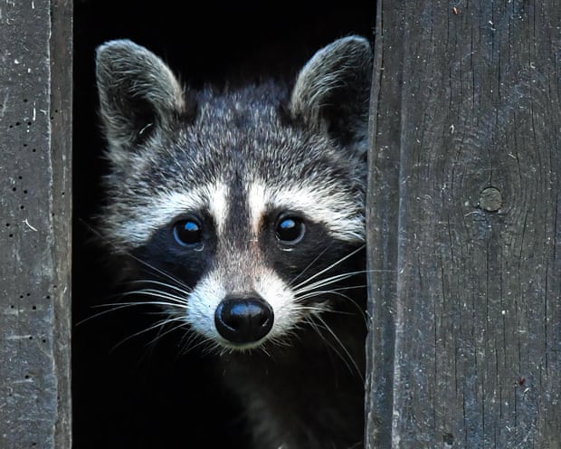 A racoon