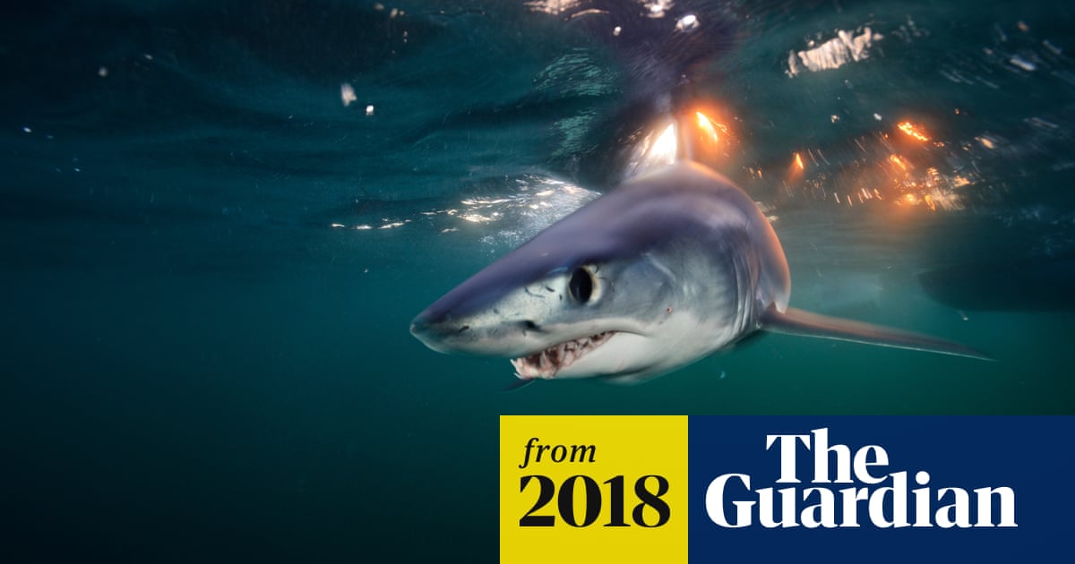 World's fastest shark speeding toward extinction