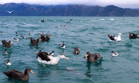 Albatross battle giant petrels for a bag of bait during a tour off the coast of Kaikoura