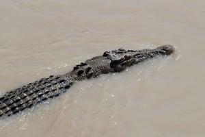 A large saltwater crocodile swims past a tourist boat on the Adelaide river in Australia’s Northern Territory