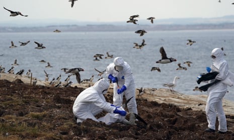 National Trust rangers in hazmat suits clearing dead birds.