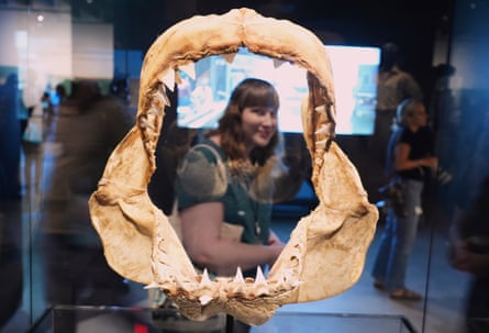 Shark’s teeth