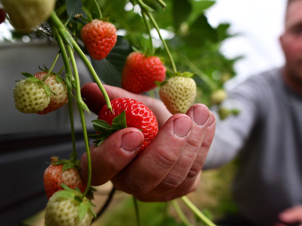 A Greener Greenhouse Solar Panels Trialled On Wimbledon Berries Farm Solar Power The Guardian A Greener Greenhouse Solar Panels Trialled On Wimbledon Berries Farm Solar Power The Guardian