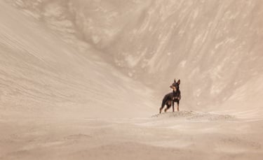 A kelpie in a sandy landscape