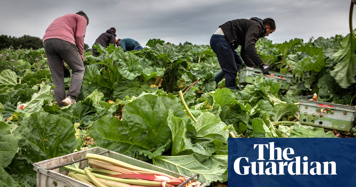 ‘No running water’: foreign workers criticise UK farm labour scheme
