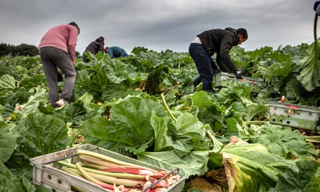 Workers cut and box rhubarb in a field