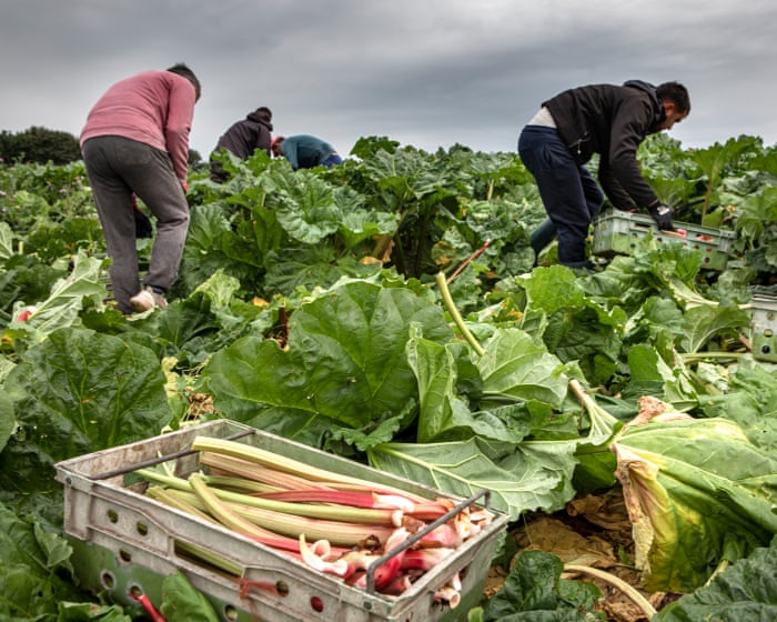 Post-Brexit licences for exporting food to EU cost UK firms up to £65m last year