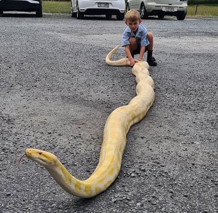 Australian Woman Finds Highly Venomous 6-Foot-Long Snake