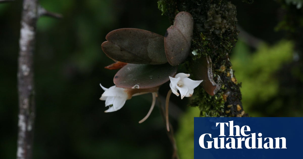‘Ghost’ orchid that grows in the dark among new plant finds