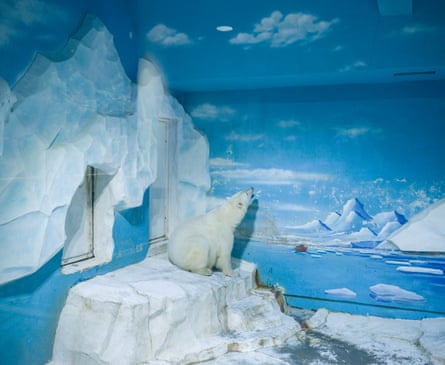 Polar bear. Dalian Forest Zoo. China.Polar bears are the largest land carnivore in the world, weighing up to 800kg and growing up to 3 metres in length. The typical zoo enclosure for a polar bear is one-millionth the size of its range in the wild, which can reach 31,000 square miles (80,290 km²).Polar bears live in Arctic regions in Canada, Alaska, Russia, Greenland and Norway, in temperatures as low as -46°C (-50.8°F) Dalian Forest Zoo contains over 3,000 animals. Attractions include Safari Area, Rain Forest Reptile Pavilion, Flamingo Pavilion, Little Animal Village, Wild Animal Range, Swan Lake, Fierce Beast Area, Happy Primate Garden and Elephant Pavilion.