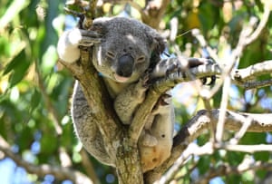 A Koala is seen being treated at the Endeavour Veterinary Ecology at Toorbul, north of Brisbane, Australia. The University of the Sunshine Coast (UniSC) have developed the world’s first chlamydia vaccine to protect koalas from the disease which can cause urinary tract infections, infertility, blindness and death
