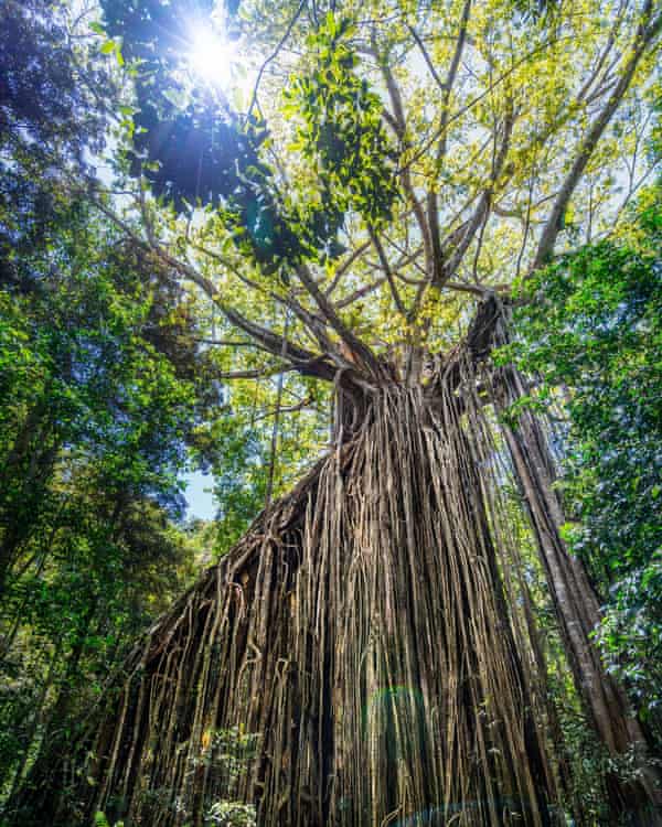 A curtain fig tree