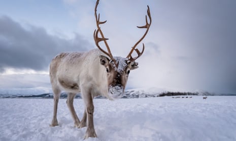 A reindeer with big antlers surrounded by snow