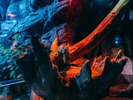A lizard in the zoo’s terrarium.