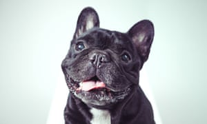 So cute ... but many flaf-faced dogs suffer debilitating breathing and sleeping problems.