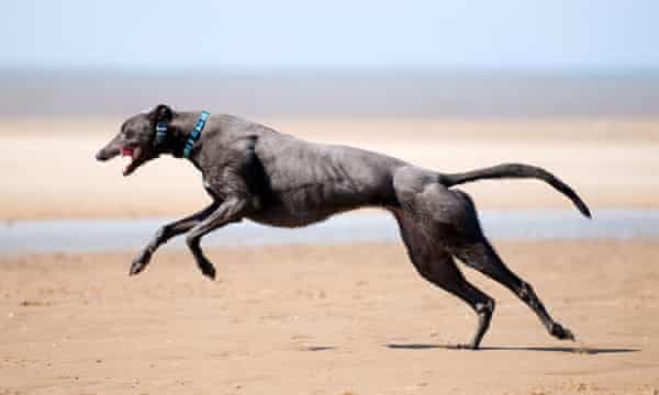 Sabueso gris corriendo en pleno vuelo por la arena en Old Hunstanton, Norfolk.