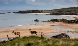 Hinds on Kilmory beach, Rum, by Murdo MacLeod