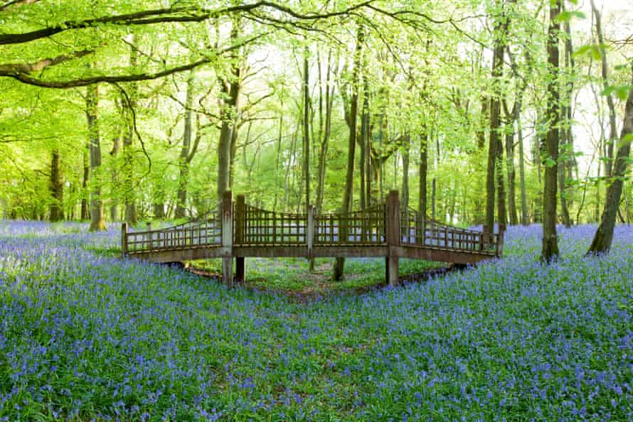Bluebells at Medstead, on the route of the Alton walking festival.
