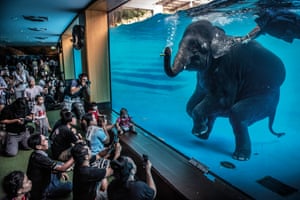 elephant swimming in tank at zoo