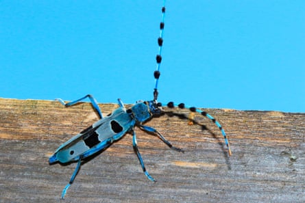 rosalia alpina, a bright blue and black longhorn beetle found in diminishing numbers across upland europe