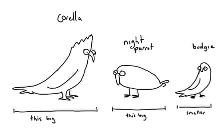 night parrot in comparison to other birds