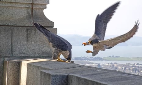 Birds of a feather: Falcons have super fans, friends in Asheville,  Greenville