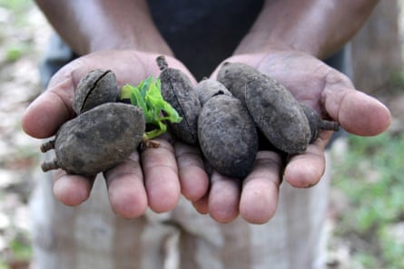 Seeds for cumaru trees, which are being planted in burned and razed areas of the Amazon rainforest.