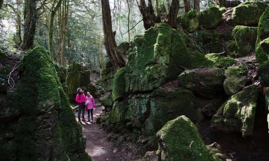 Puzzlewood in the Forest of Dean