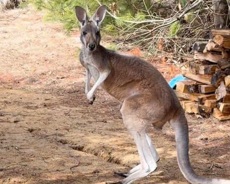 kangaroo standing outside